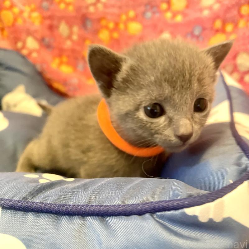 販売中の東京都のロシアンブルー-136806の4枚目