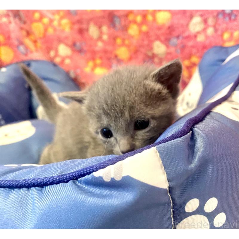 販売中の東京都のロシアンブルー-136806の2枚目