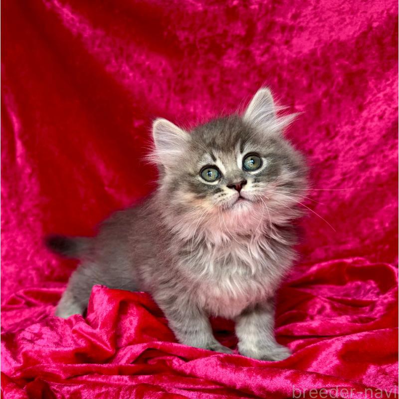 販売中の千葉県のサイベリアン-135287の13枚目