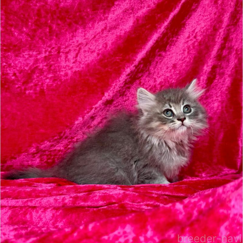 販売中の千葉県のサイベリアン-135287の12枚目