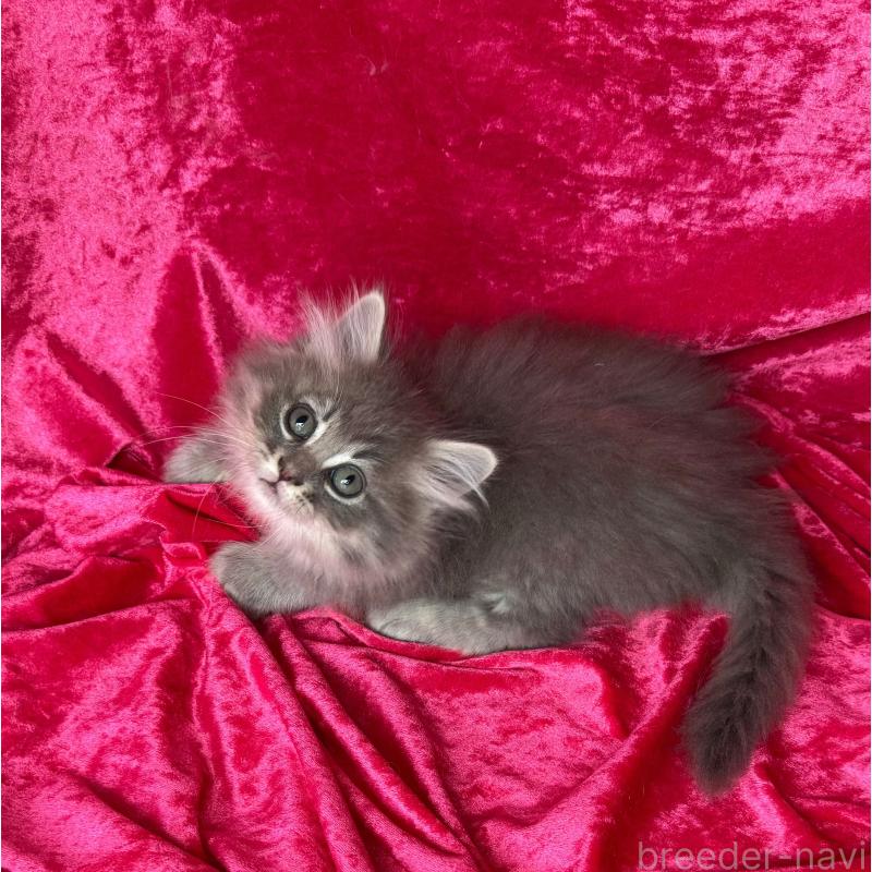 販売中の千葉県のサイベリアン-135287の10枚目