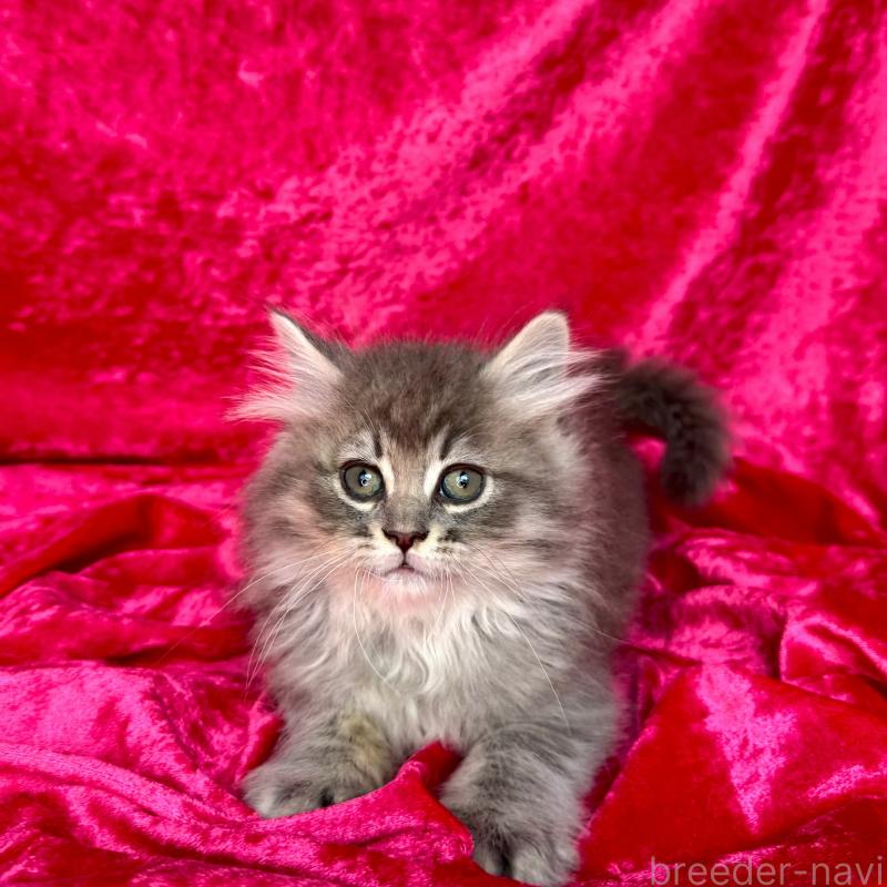 販売中の千葉県のサイベリアン-135287の9枚目