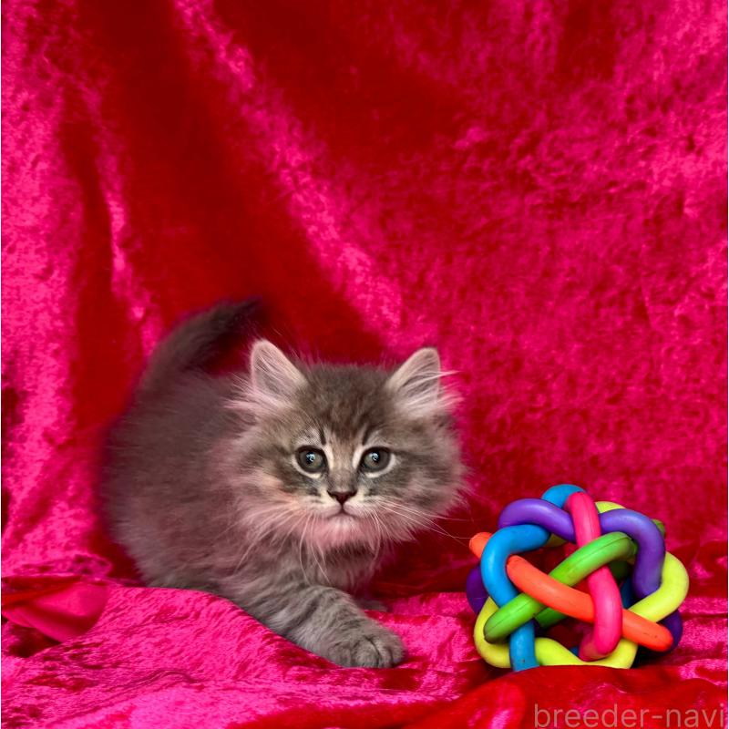 販売中の千葉県のサイベリアン-135287の7枚目