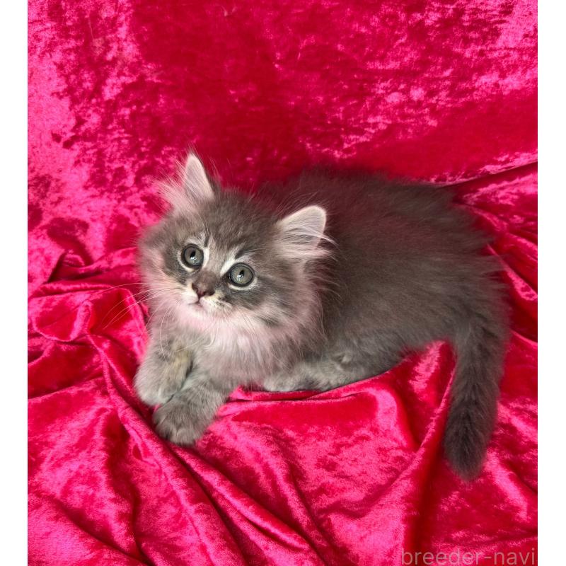 販売中の千葉県のサイベリアン-135287の4枚目