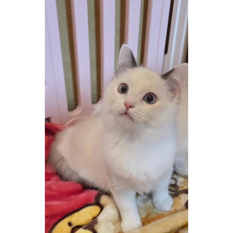 商談中の奈良県のラグドール-134468の3枚目