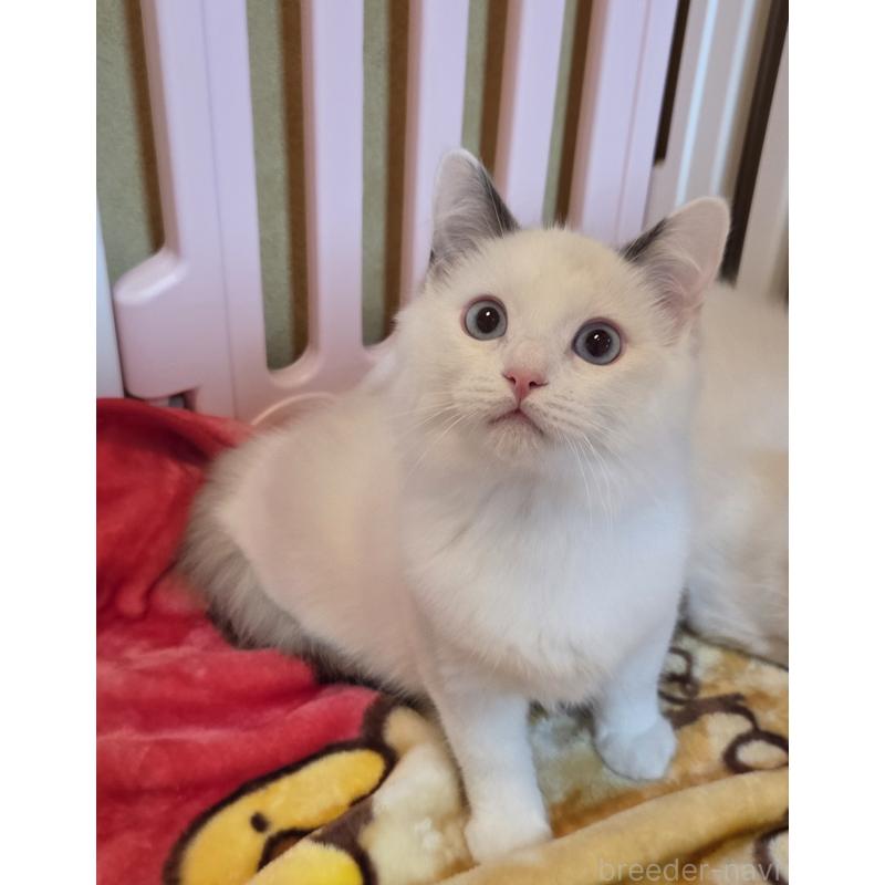 販売中の奈良県のラグドール-134468