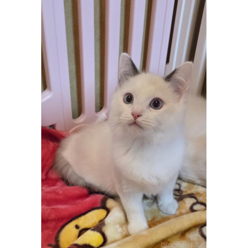 商談中の奈良県のラグドール-134468の2枚目