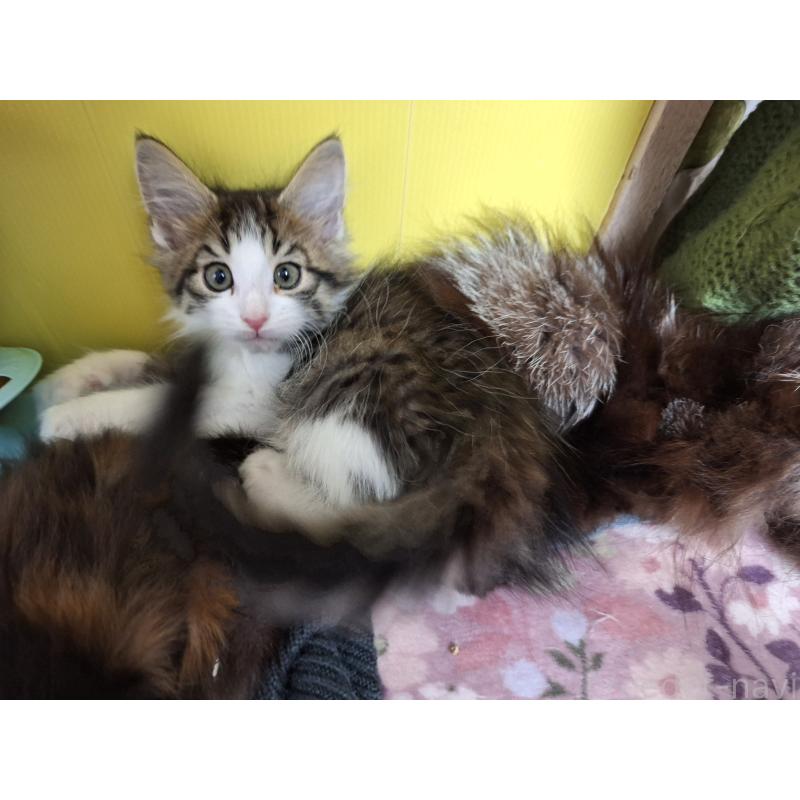 商談中の京都府のメインクーン-136810の5枚目