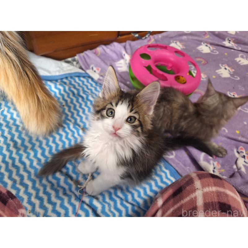 商談中の京都府のメインクーン-136810の4枚目