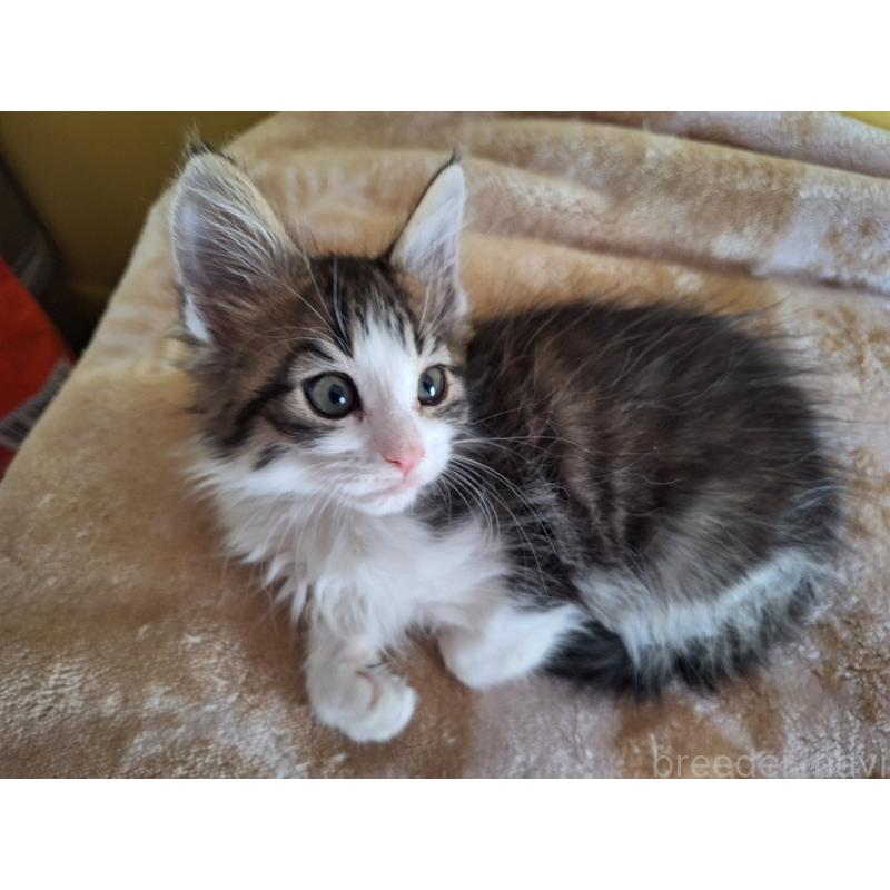 商談中の京都府のメインクーン-136810の2枚目