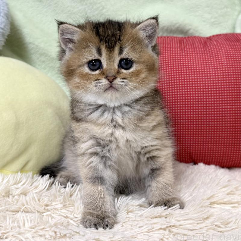 販売中の大阪府のブリティッシュショートヘア-136044