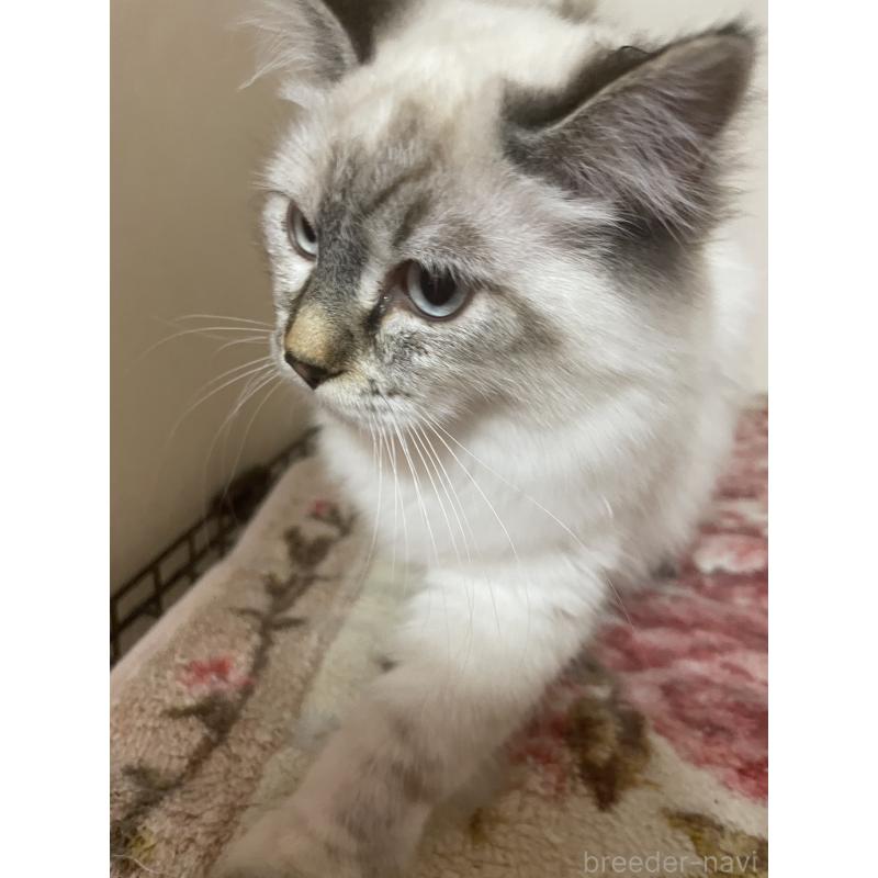 販売中の群馬県のサイベリアン-136812の5枚目