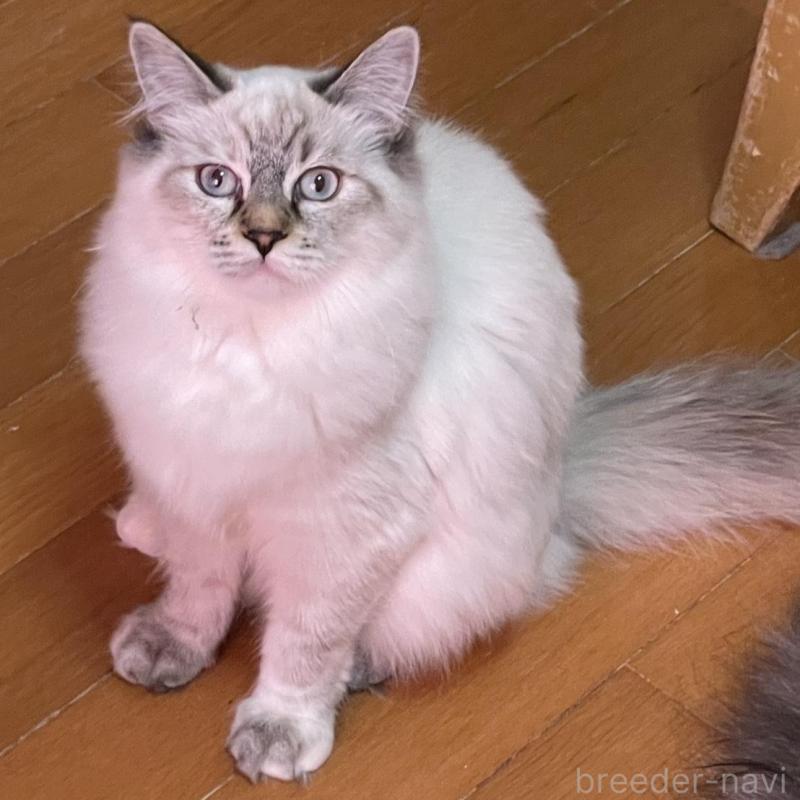 販売中の群馬県のサイベリアン-136812