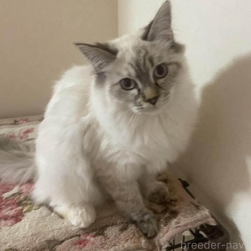 販売中の群馬県のサイベリアン-136812の4枚目