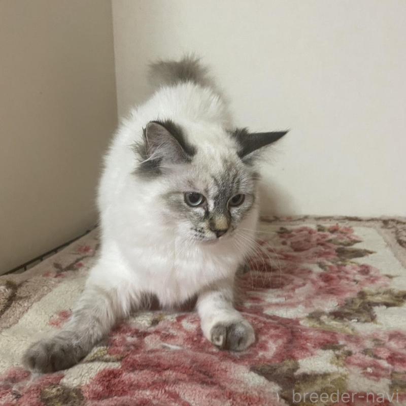 販売中の群馬県のサイベリアン-136812の3枚目