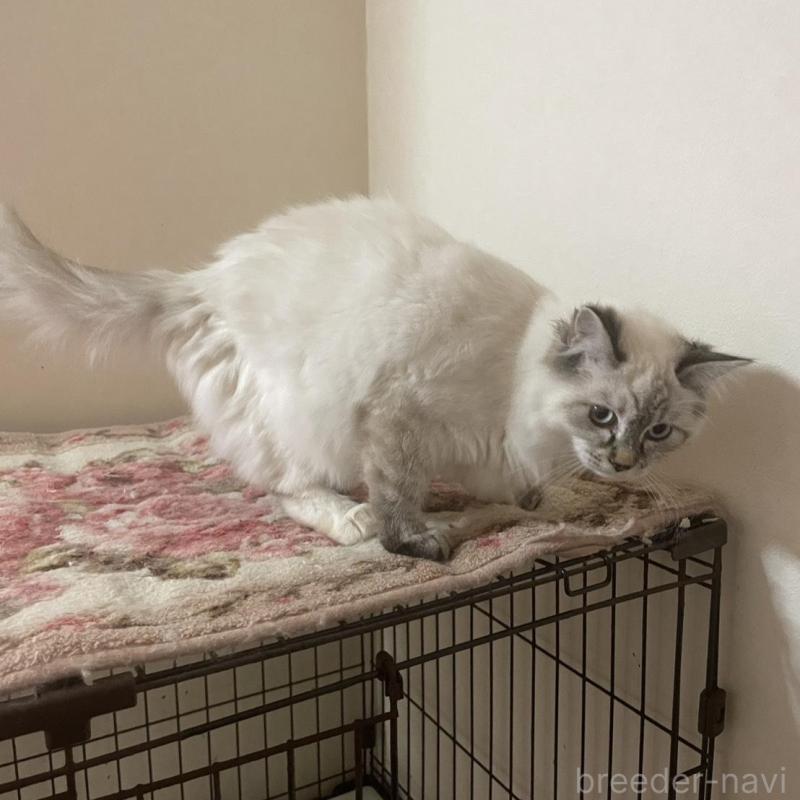 販売中の群馬県のサイベリアン-136812の2枚目