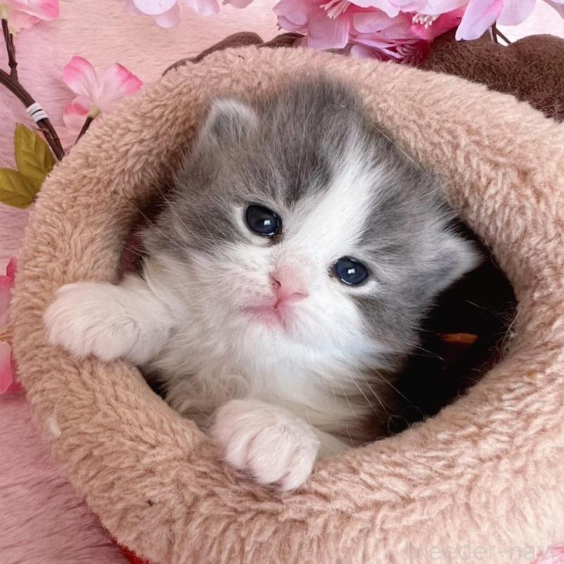 販売中の千葉県のサイベリアン-136813の11枚目