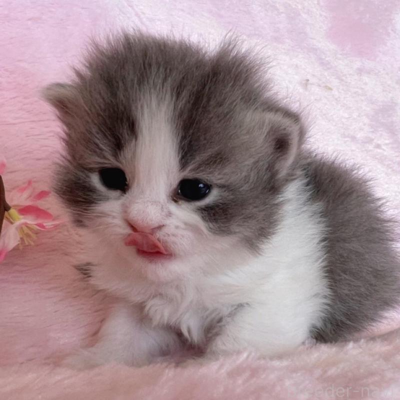 販売中の千葉県のサイベリアン-136813の10枚目