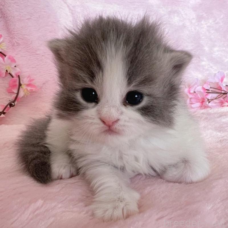 販売中の千葉県のサイベリアン-136813の9枚目