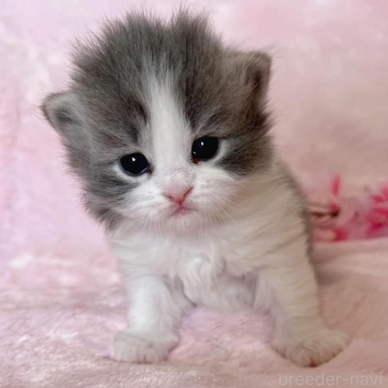 販売中の千葉県のサイベリアン-136813の8枚目