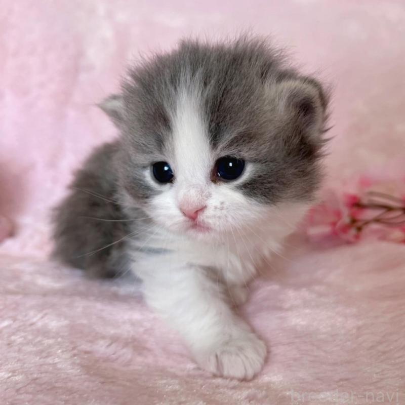 販売中の千葉県のサイベリアン-136813の7枚目