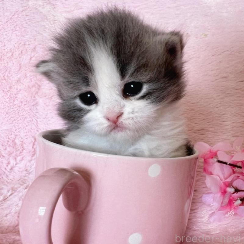 販売中の千葉県のサイベリアン-136813の6枚目