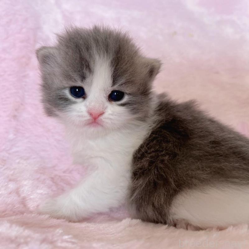 販売中の千葉県のサイベリアン-136813の5枚目