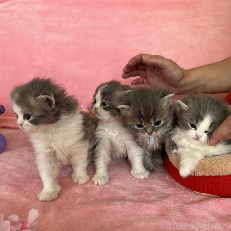 販売中の千葉県のサイベリアン-136813の4枚目