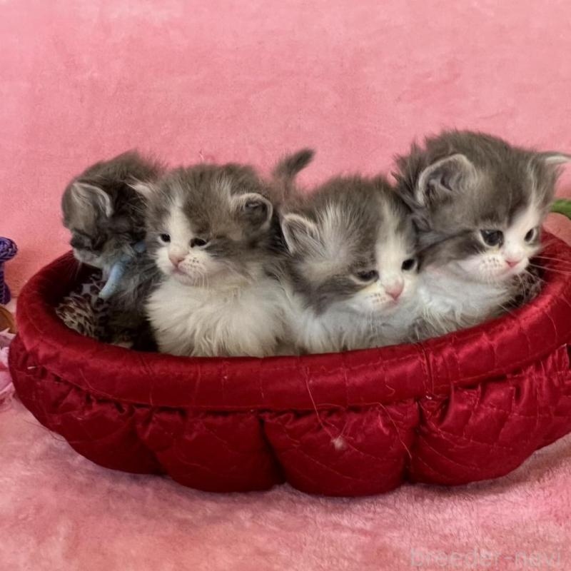 販売中の千葉県のサイベリアン-136813の2枚目