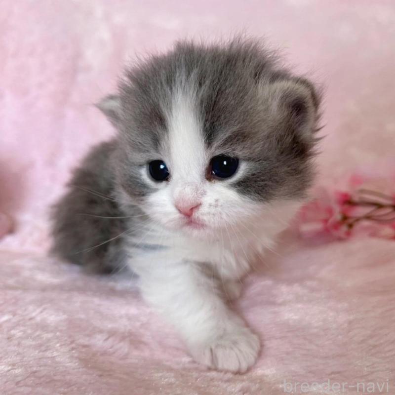 販売中の千葉県のサイベリアン-136814の1枚目