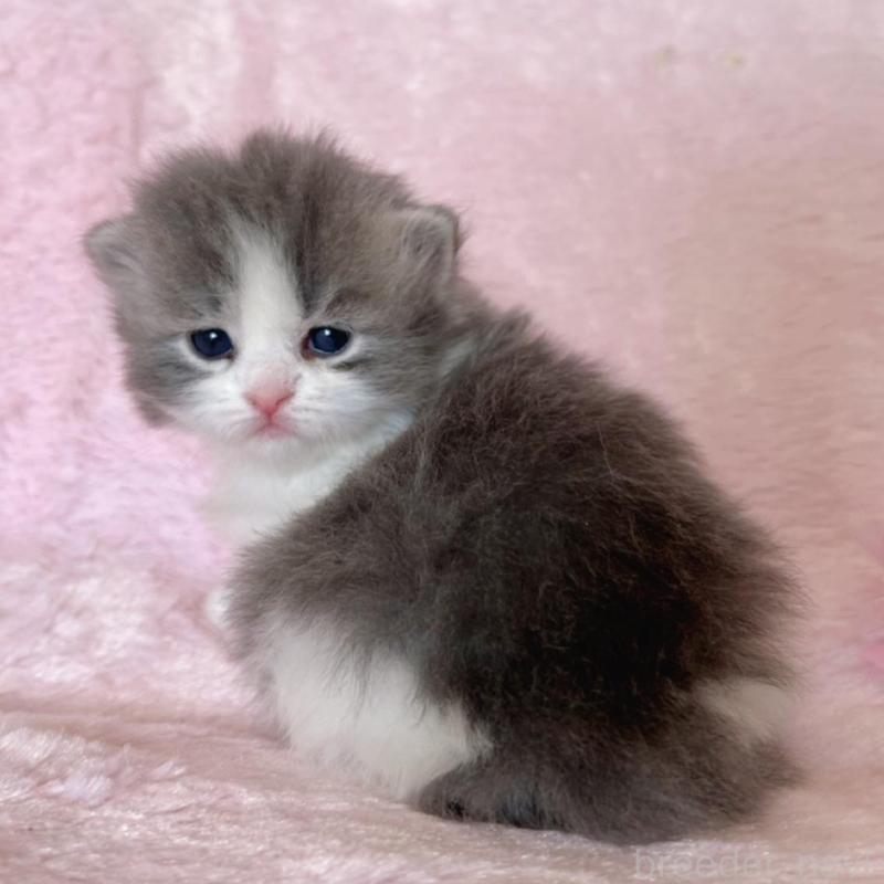 販売中の千葉県のサイベリアン-136814の4枚目