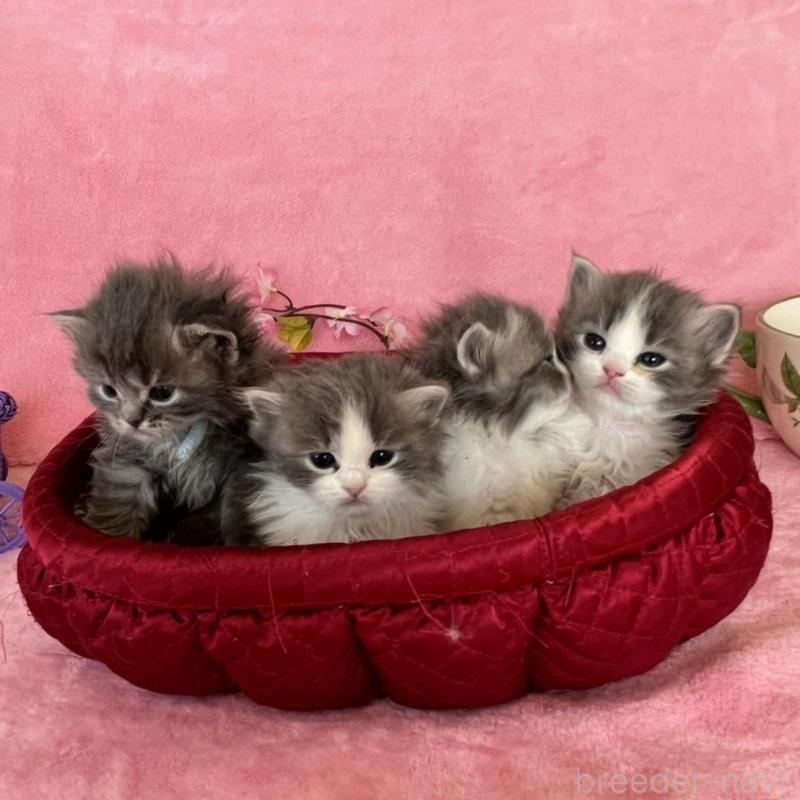 販売中の千葉県のサイベリアン-136814の2枚目