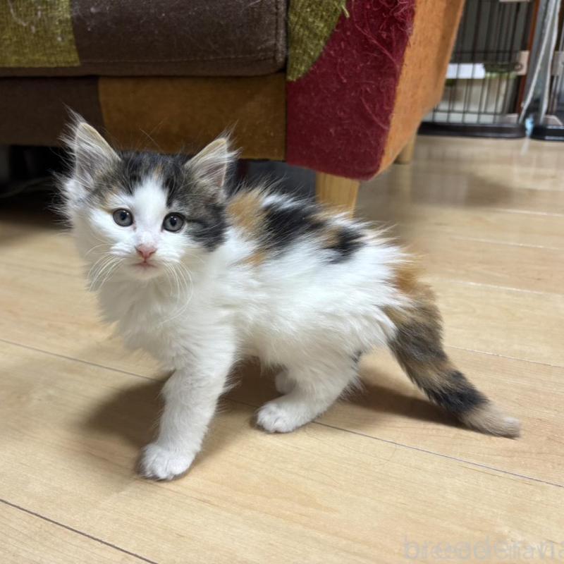 販売中の兵庫県のノルウェージャンフォレストキャット-136815の1枚目