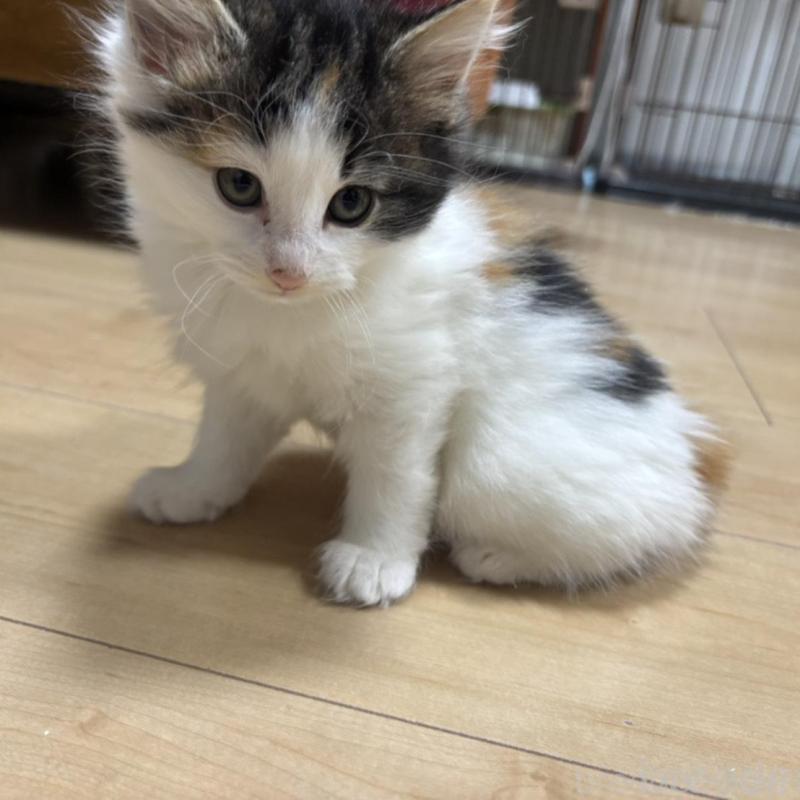 販売中の兵庫県のノルウェージャンフォレストキャット-136815の9枚目