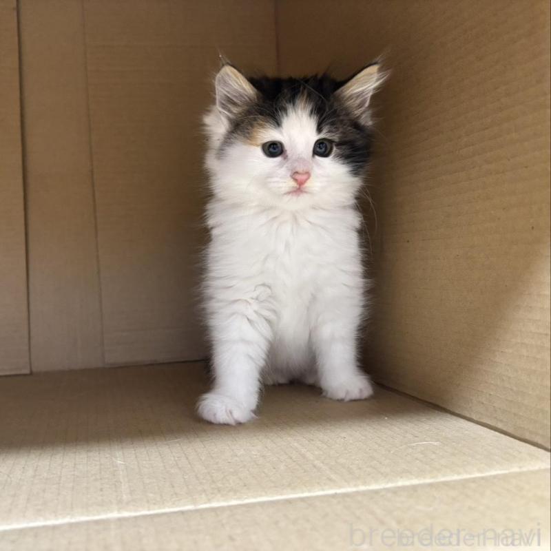 販売中の兵庫県のノルウェージャンフォレストキャット-136815の8枚目