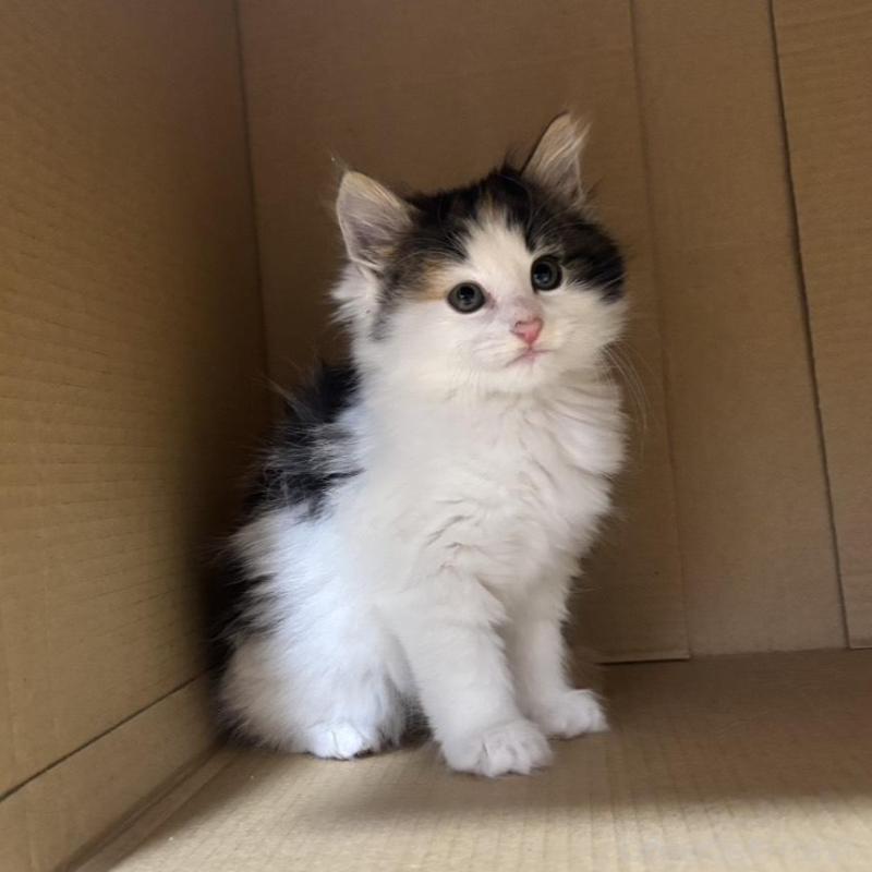 販売中の兵庫県のノルウェージャンフォレストキャット-136815の7枚目