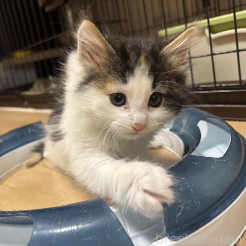 販売中の兵庫県のノルウェージャンフォレストキャット-136815の6枚目