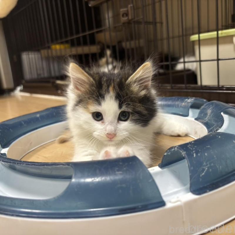 販売中の兵庫県のノルウェージャンフォレストキャット-136815の5枚目