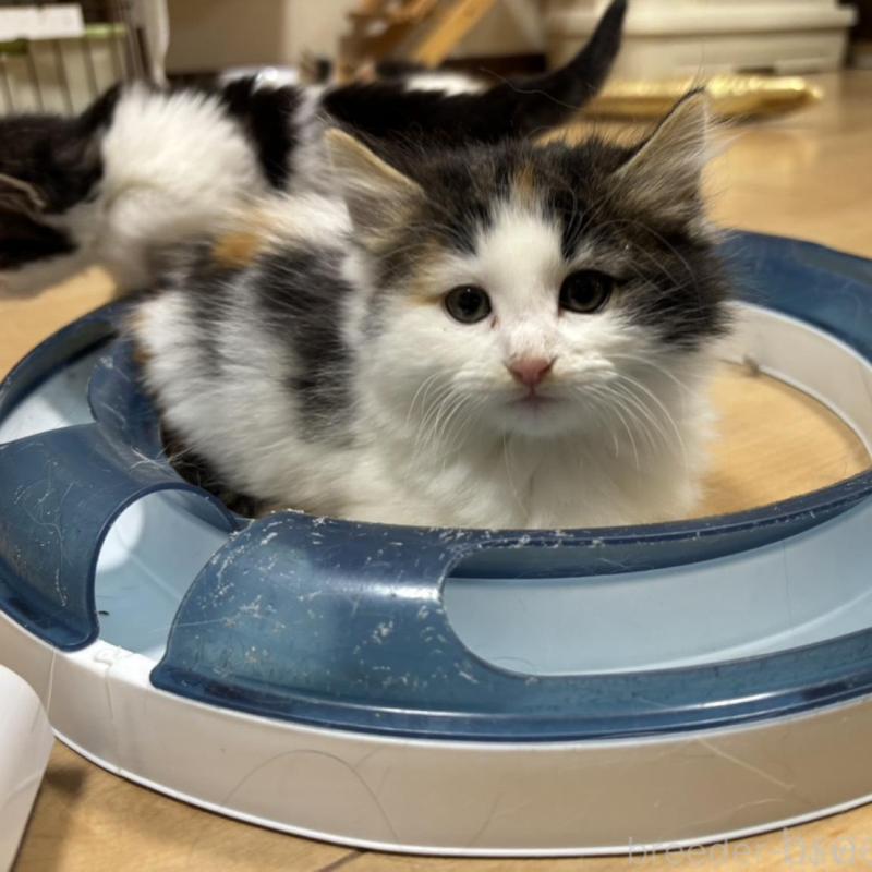 販売中の兵庫県のノルウェージャンフォレストキャット-136815の3枚目