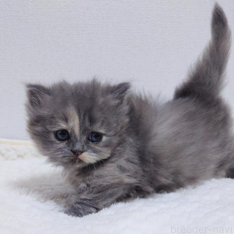 販売中の埼玉県のミヌエット(短足)-136380