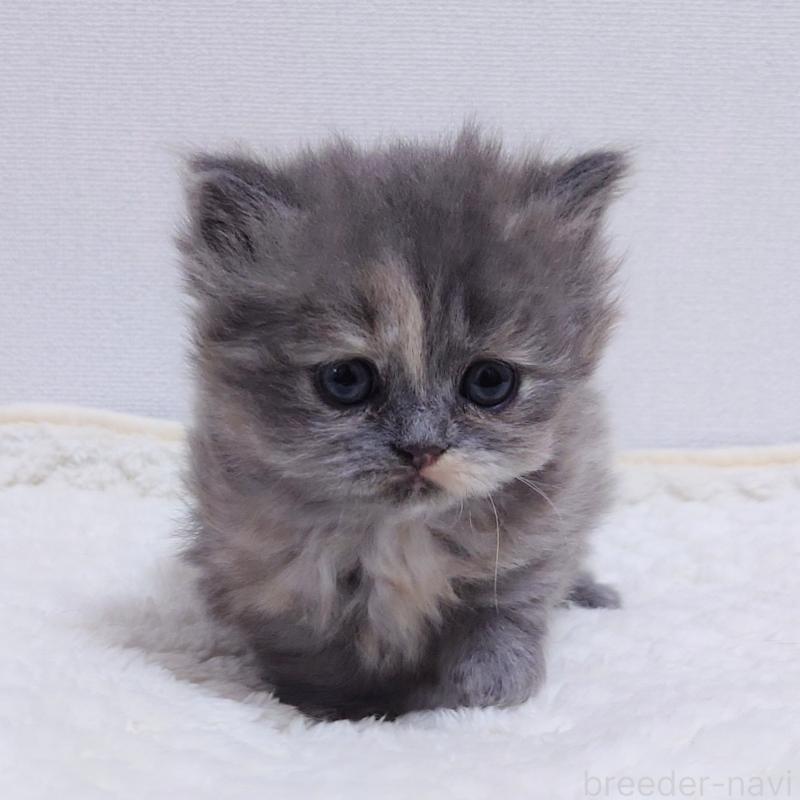 成約済の埼玉県のミヌエット(短足)-136380の7枚目