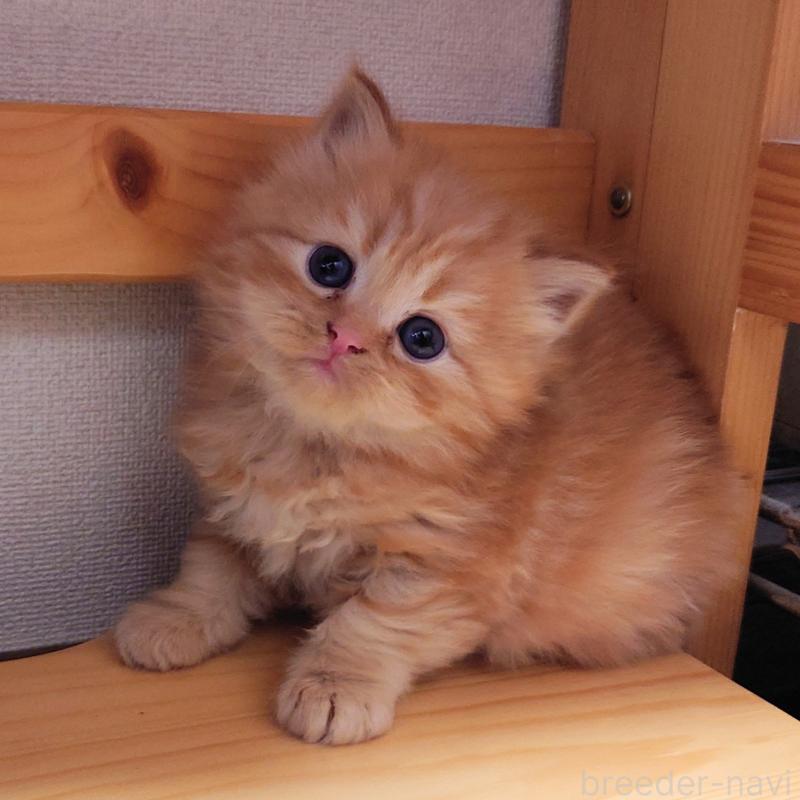 販売中の埼玉県のミヌエット-136382の17枚目