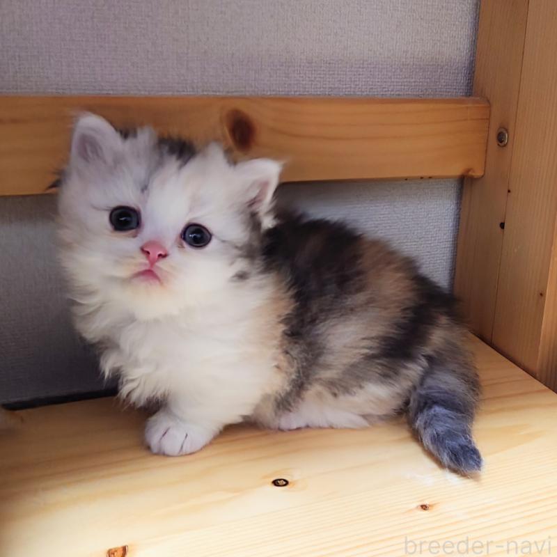 成約済の埼玉県のミヌエット(短足)-136379の12枚目