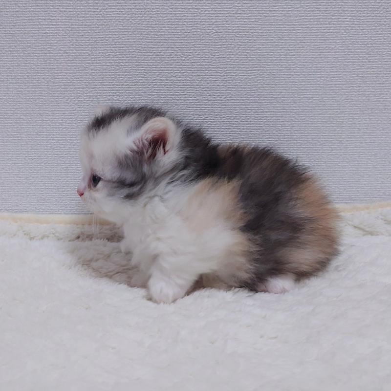 成約済の埼玉県のミヌエット(短足)-136379の11枚目