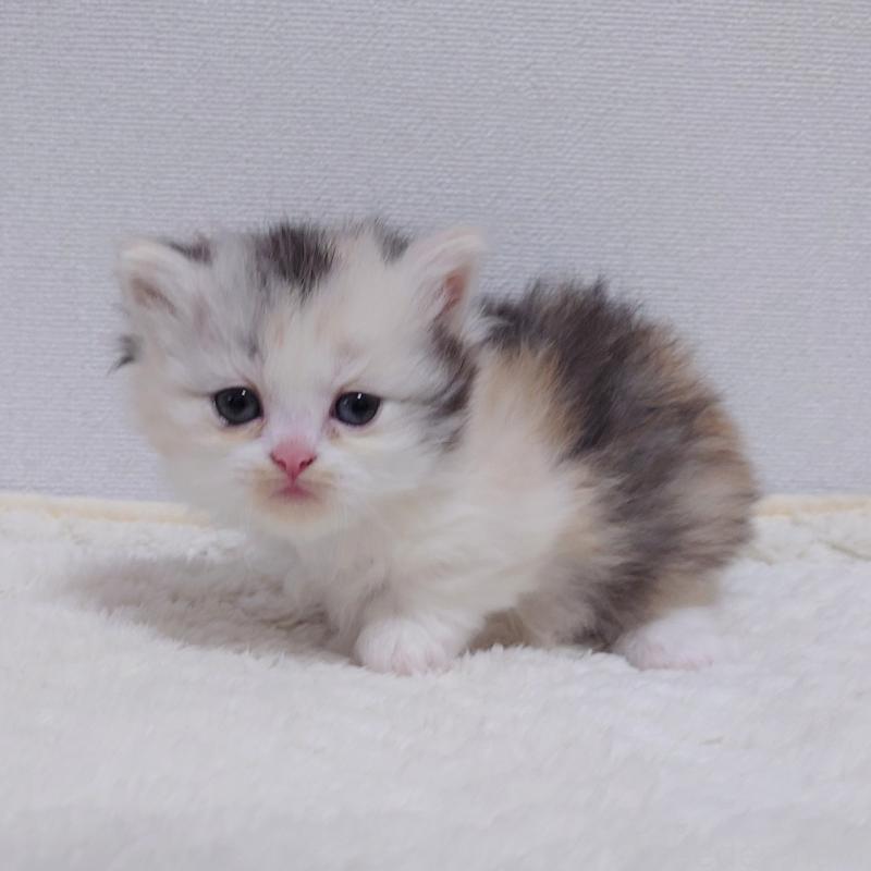 成約済の埼玉県のミヌエット(短足)-136379の10枚目