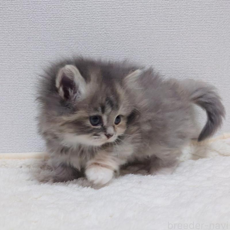 成約済の埼玉県のミヌエット(短足)-136378の3枚目