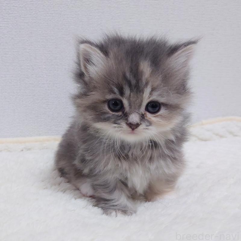 販売中の埼玉県のミヌエット(短足)-136378