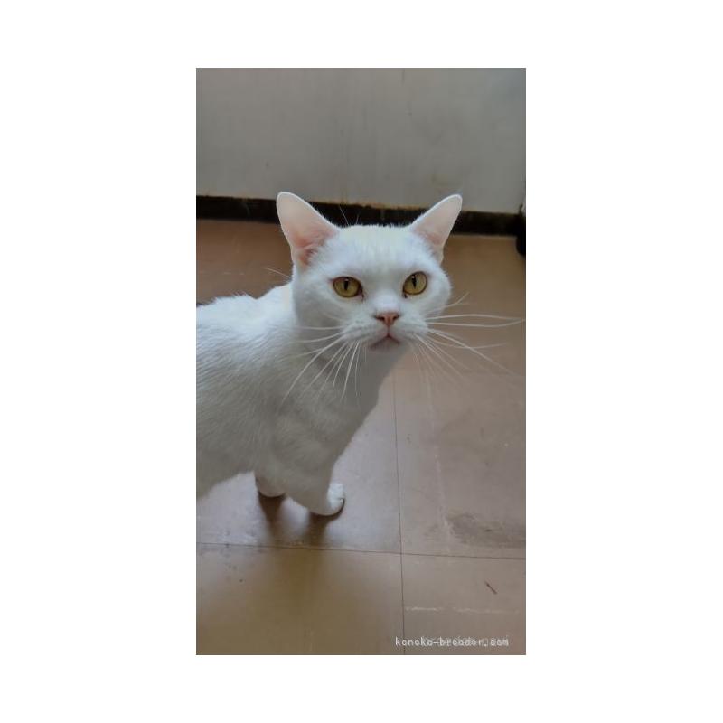 販売中の千葉県のアメリカンショートヘア-136816の2枚目