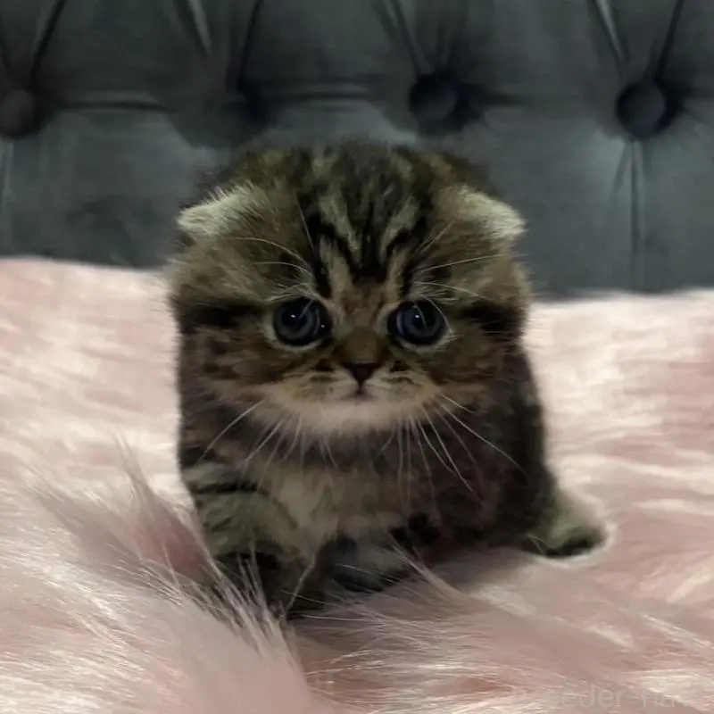 販売中の鹿児島県のスコティッシュフォールド(折れ耳)-136817の1枚目