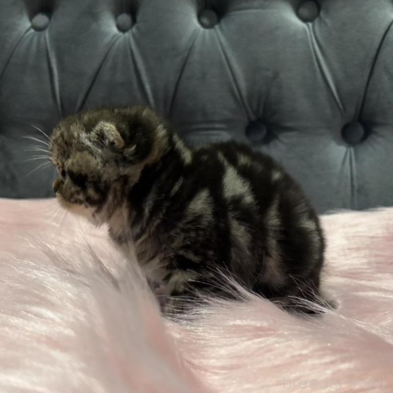 販売中の鹿児島県のスコティッシュフォールド(折れ耳)-136817の7枚目